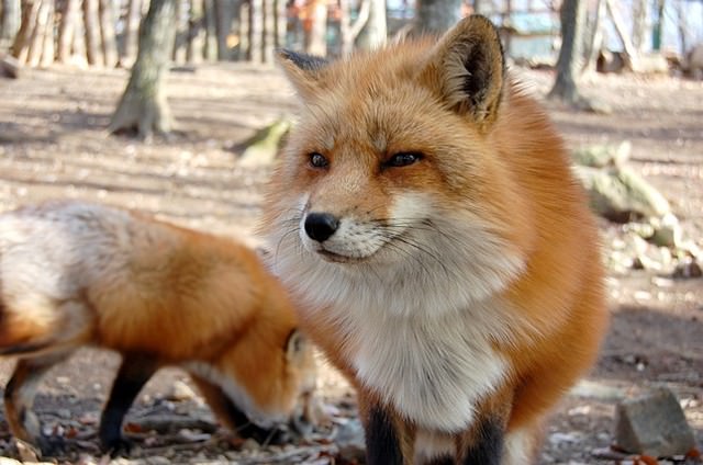 放し飼いのきつね